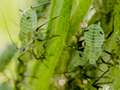 Macrosiphoniella artemisiae